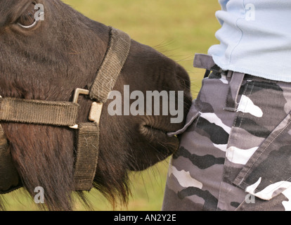 A Cheeky Foal biting the back trouser pocket of a young woman Stock Photo