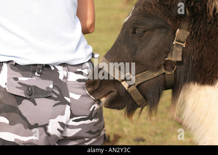 Cheeky Foal biting trouser pocket of a Girl Stock Photo