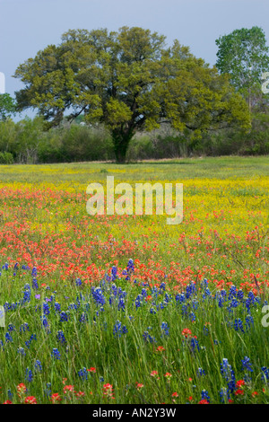 Oak Tree and field of wildflowers, Blue Bonnets, Indian Paint Brush and Coreopsis near Independance Texas. Stock Photo