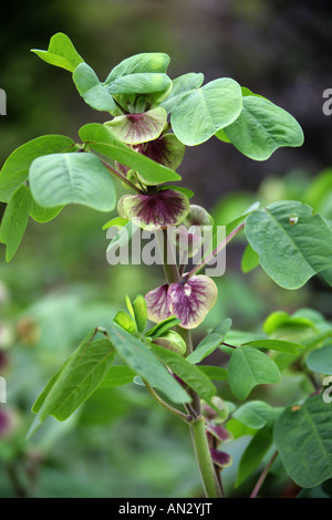 Gotta Pea Amicia zygomeris Fabaceae Stock Photo