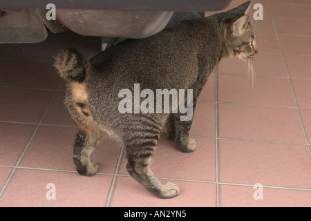 cat with tail cut short Stock Photo