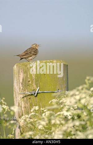 Meadow pipit Anthus pratensis adult singing Isle of Oronsay Scotland June Stock Photo