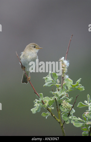 Willow warbler Phylloscopus trochilus summer adult in willow tree Isle of Colonsay Scotland June Stock Photo