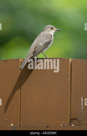 Spotted flycatcher Muscicapa striata adult on garden gate Bedfordshire England July Stock Photo
