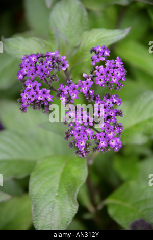 Garden Heliotrope aka Common Heliotrope or Cherry Pie Heliotropium arborescens Marine Boraginaceae Stock Photo