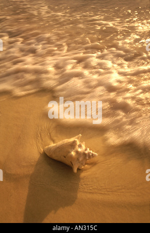 Conch Sea Shell On Warm Sandy Beach With Waves Spashing, Cayman Island, Caribbean Paradise Stock Photo