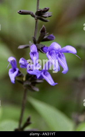 Blue Anise Sage aka Brazilian Sage Hummingbird Sage Anise Scented Sage or Giant Blue Sage Salvia guaranitica Indigo Stock Photo