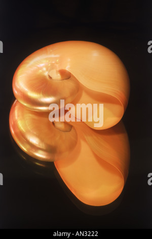 Mirror reflection of nautilus shell Stock Photo