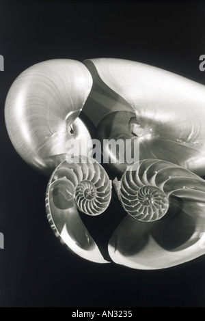 Mirror reflection of nautilus shells Stock Photo