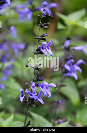 Blue Anise Sage aka Brazilian Sage Hummingbird Sage Anise Scented Sage or Giant Blue Sage Salvia guaranitica Indigo Stock Photo