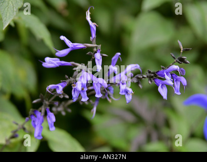 Blue Anise Sage aka Brazilian Sage Hummingbird Sage Anise Scented Sage or Giant Blue Sage Salvia guaranitica Indigo Stock Photo