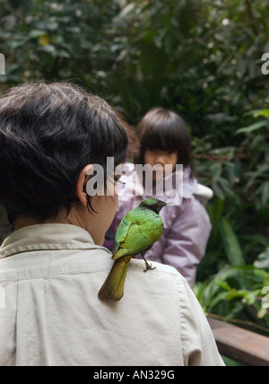 Asian Girl Watching an Emerald Starling at the Tropical Zone at the Central Park Zoo in Manhattan Stock Photo