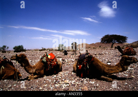 Bedouin nomad member of the Zawaideh tribe native to the deserts of southern Jordan and western Saudi Arabia with his camels in Wadi Rum desert Jordan Stock Photo