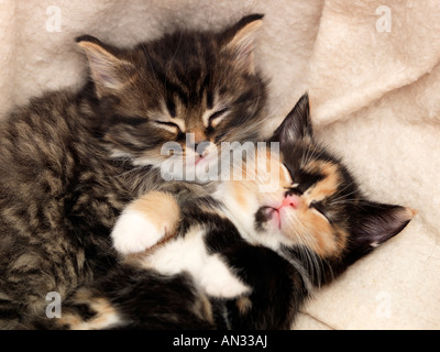 Two Sleeping Kittens 3 Weeks Old