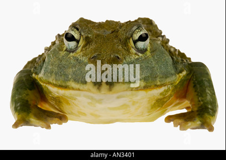 Giant Bullfrog Pyxicephalus adsperus Males can weigh over one kilogram Africa Stock Photo