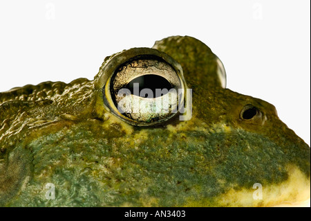 Giant Bullfrog Pyxicephalus adsperus Males can weigh over one kilogram Africa Stock Photo