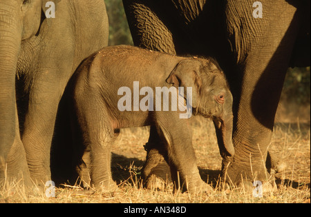 Indian Elephant Elephus maximus Asian elephant Baby with mother Kahna National Park India Stock Photo