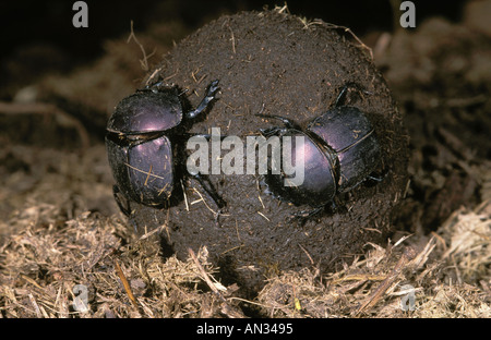 Dung Beetle Family Scarabaeidae Making nuptial ball Stock Photo
