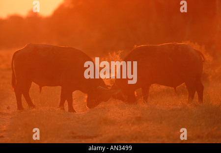 Cape Buffalo Syncerus caffer Bulls fighting Sub Saharan Africa Stock Photo