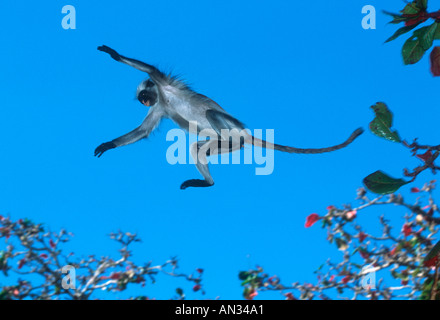 Zanzibar Red Colobus Peocolobus kirkii Jumping between trees Endangered Tanzania Zanzibar Island Endemic Stock Photo