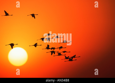 Greater Flamingo Phoenicopterus ruber In silhouette against sunset Are filter feeders of crustaceans algae Africa Stock Photo