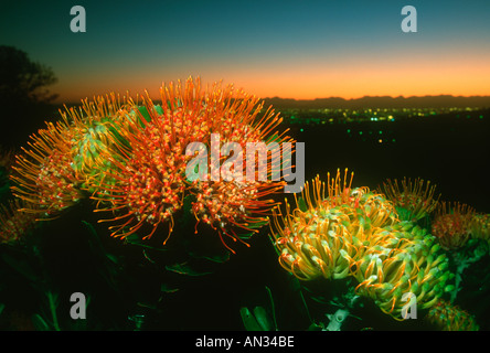 Pincushion flower Leucospermun erubescens with sunrise over Cape Town Fynbos Cape floral kingdom South Africa Stock Photo