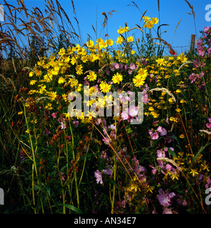 Flower border in a country garden Stock Photo - Alamy
