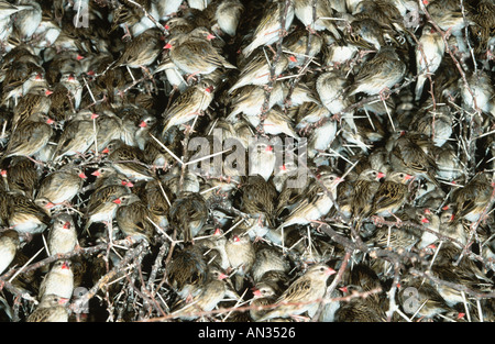 Red Billed Quelea Quelea quelea Roosting in tree at night Flock of millions Distribution Sub saharan Africa Stock Photo