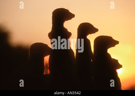 Suricate Meerkat Suricata suricatta Sentinels stand upright to gain wider view of area Kalahari Desert Southern Africa Stock Photo