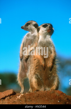 Suricate Meerkat Suricata suricatta Sentinels stand upright to gain wider view of area Kalahari Desert Southern Africa Stock Photo