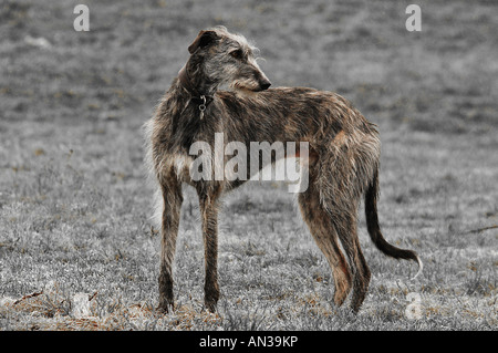 Long haired clearance lurcher dog