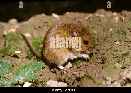 Wood or Long Tailed field mouse Stock Photo