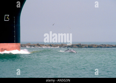 Common Bottlenose Dolphin Tursiops truncatus Galveston Texas United States April Stock Photo