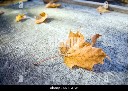 Fallen maple leaves, USA Stock Photo