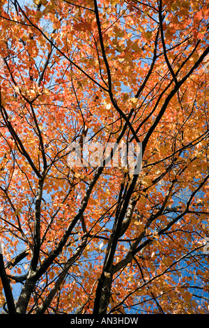 Detail of maple tree branches in the fall, CT, USA Stock Photo