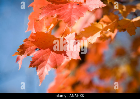 Detail of maple tree branches in the fall, CT, USA Stock Photo