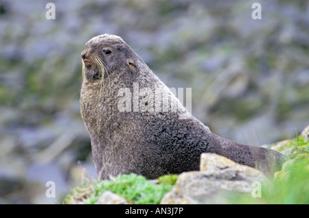 Northern Fur Seal Callorhinus ursinus St Paul Island ALASKA United States June Adult Male Otaridae Stock Photo
