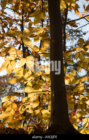 Elm tree in the fall, CT, USA Stock Photo