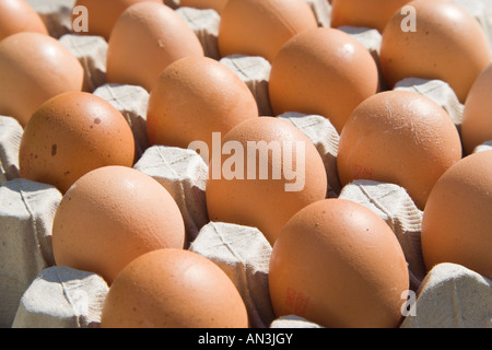 Brown eggs in carton Stock Photo