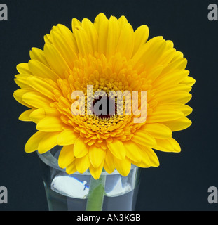 Single yellow gerbera in vase with black background Stock Photo