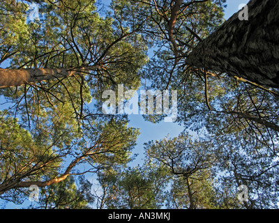 Looking up to Pine Tree Canopy in Woodland, Dorset, UK Stock Photo