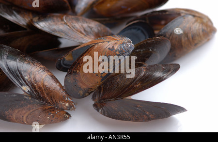 Open empty mussel shells on white background Stock Photo - Alamy