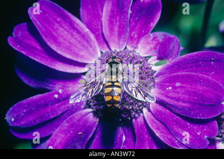 Common Australian hover fly on purple daisy flower Stock Photo