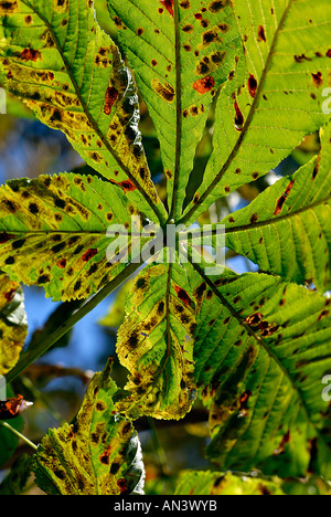 A Horse Chestnut leaf showing the damage caused by the leaf mining moth which is becoming widespread in the UK Stock Photo