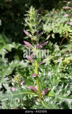 Bears Breeches, Acanthus spinosus spinosissimus, Acanthaceae.