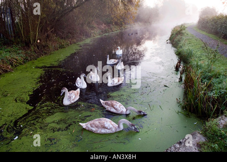 Swans on old Canal, in Autumn morning mist, Newport, Shropshre, UK Stock Photo