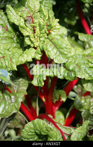 Swiss Chard aka Silverbeet, Perpetual Spinach or Mangold, Beta vulgaris var cicla Stock Photo