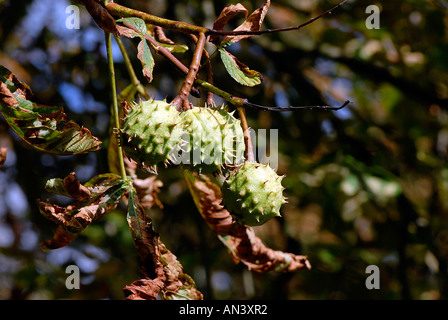 Horse chestnut leaves showing damage caused by leaf mining moth with conkers still attached Stock Photo