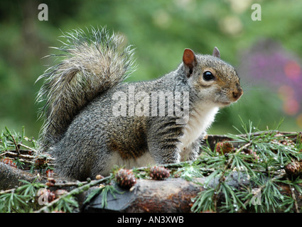 Wet Grey squirrel -Sciurus carolinensis Stock Photo