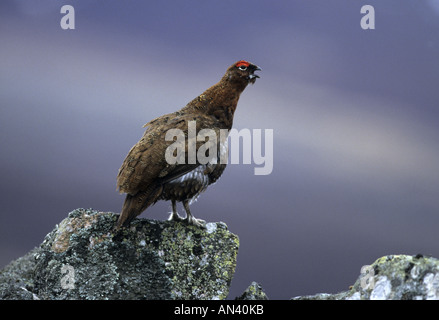 Red Grouse Lagopus lagopus scoticus Perched on rock Calling Scotland Stock Photo